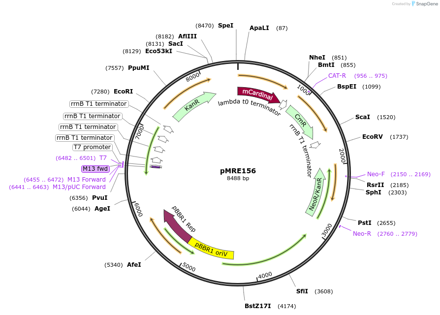 118506-plasmid-map-sequence-id-226529