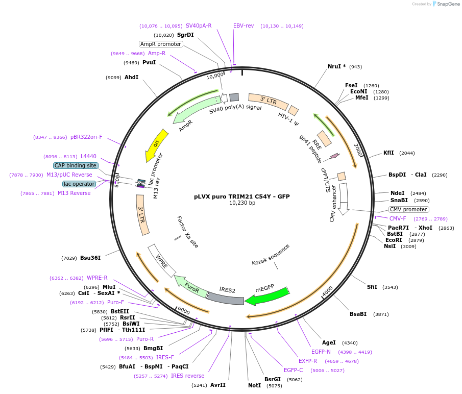 116942-plasmid-map-sequence-id-226568