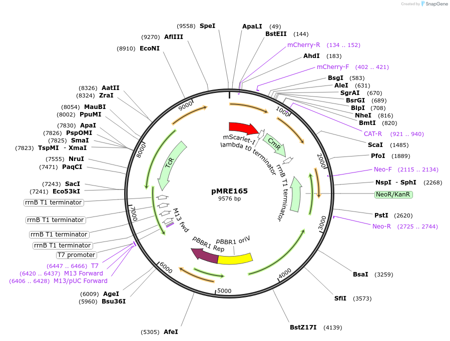 118513-plasmid-map-sequence-id-226571