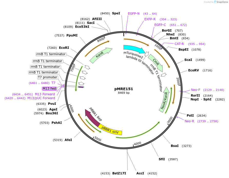 118501-plasmid-map-sequence-id-226579