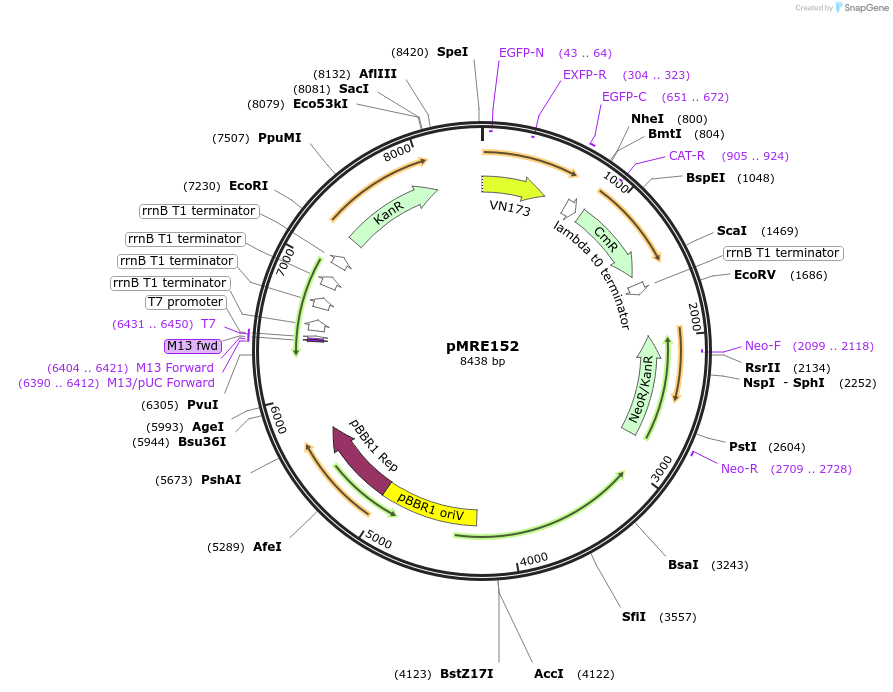 118502-plasmid-map-sequence-id-226580