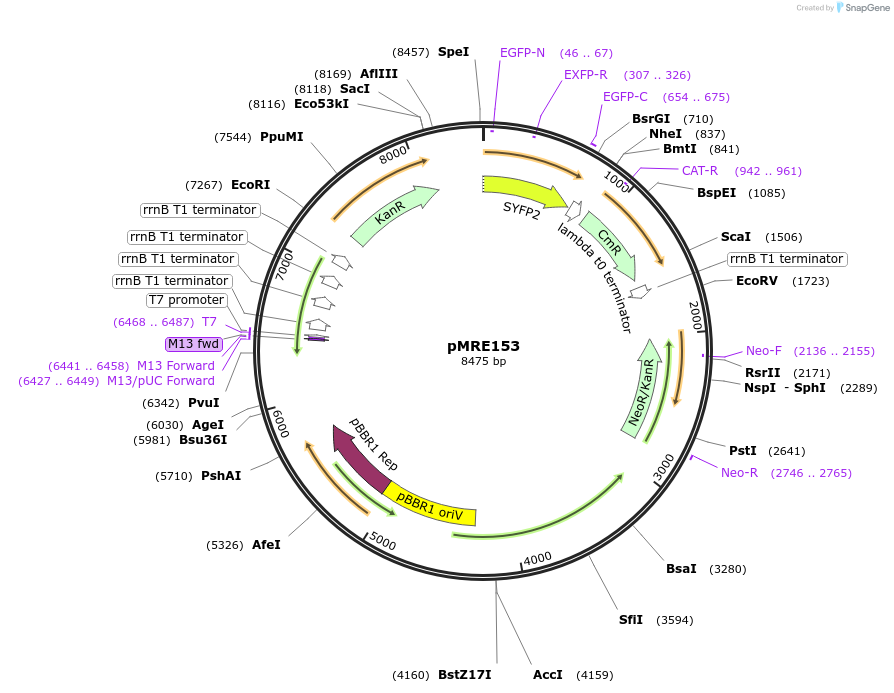 118503-plasmid-map-sequence-id-226591