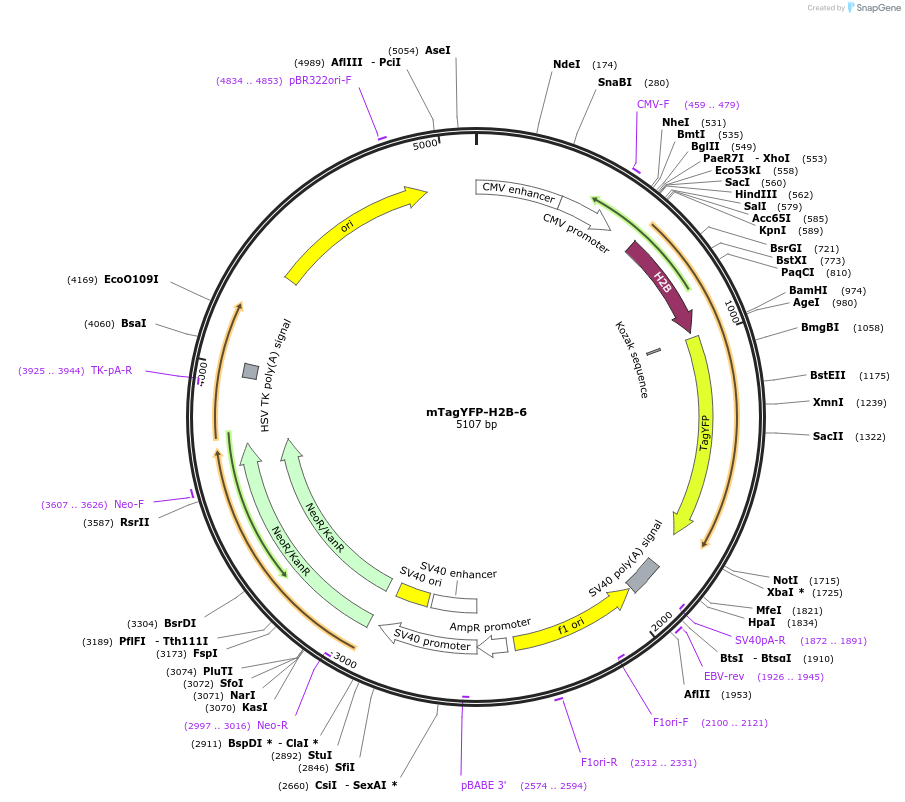 56578-plasmid-map-sequence-id-226596