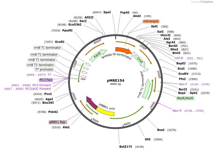 118504-plasmid-map-sequence-id-226600