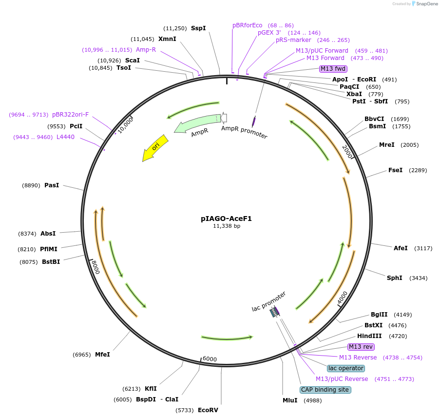 114461-plasmid-map-sequence-id-226615