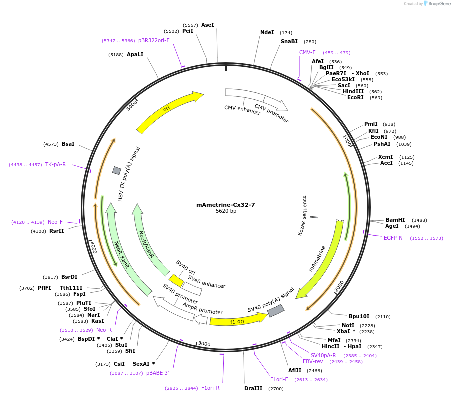 56543-plasmid-map-sequence-id-226618