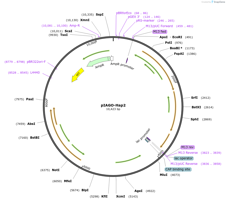 114460-plasmid-map-sequence-id-226619
