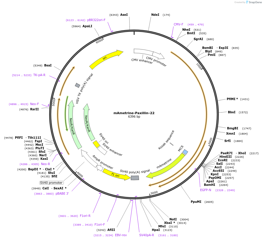 56548-plasmid-map-sequence-id-226620