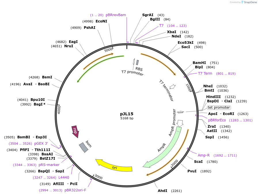 117430-plasmid-map-sequence-id-226645