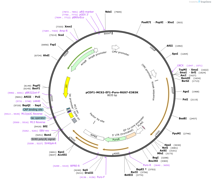 113731-plasmid-map-sequence-id-226652