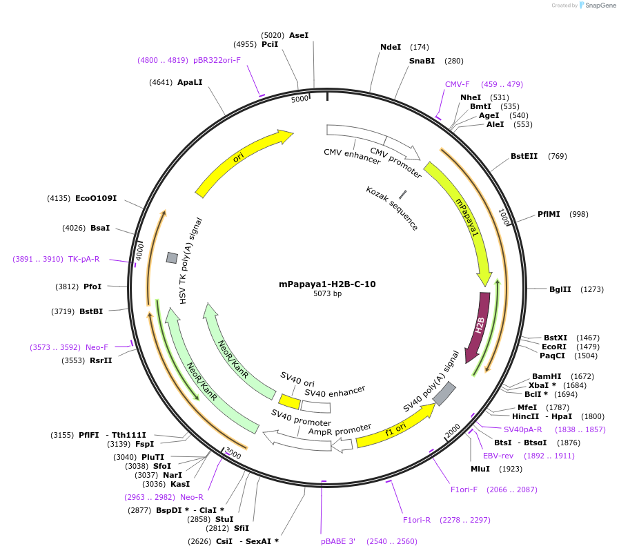 56401-plasmid-map-sequence-id-226653