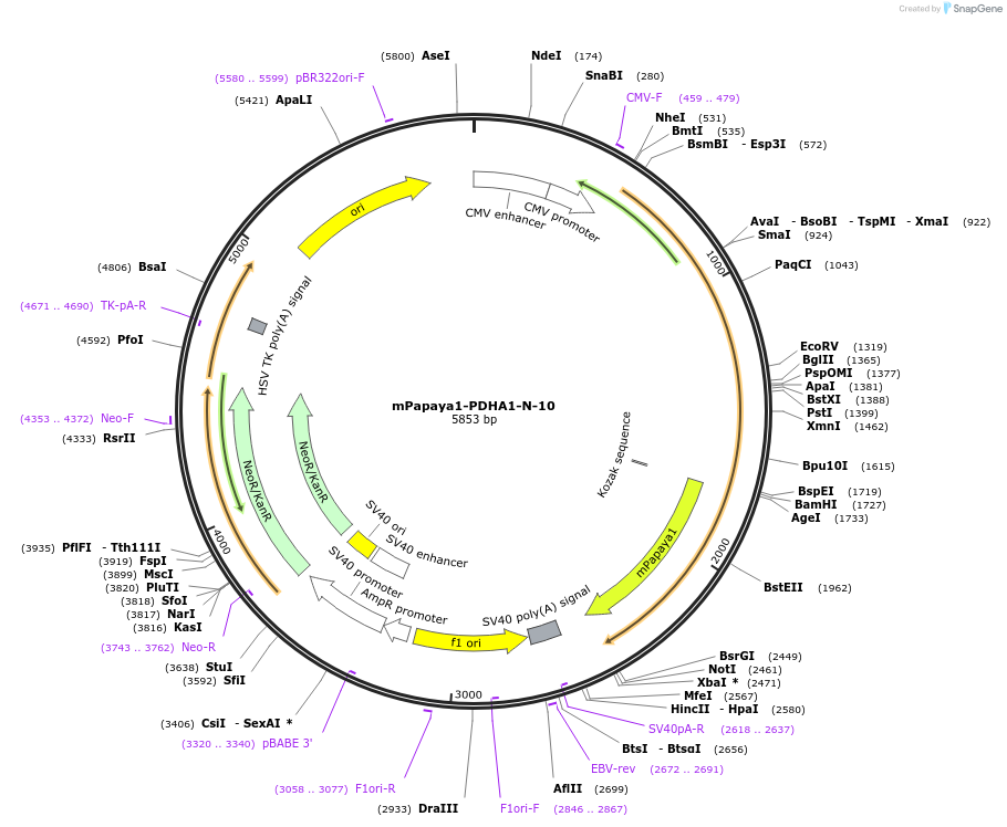 56356-plasmid-map-sequence-id-226656