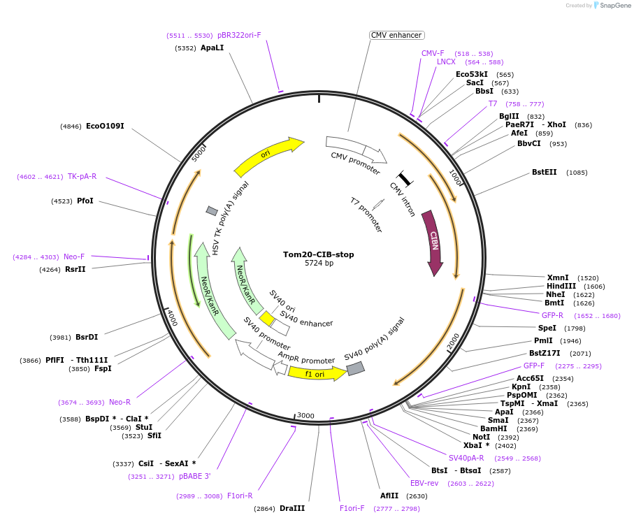 117243-plasmid-map-sequence-id-226657
