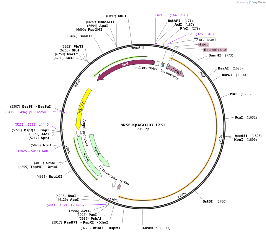 117854-plasmid-map-sequence-id-226671
