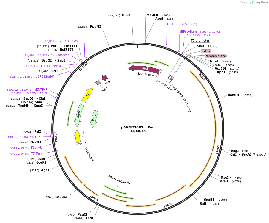 117225-plasmid-map-sequence-id-226673