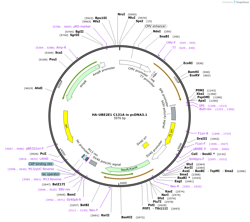 118214-plasmid-map-sequence-id-226677