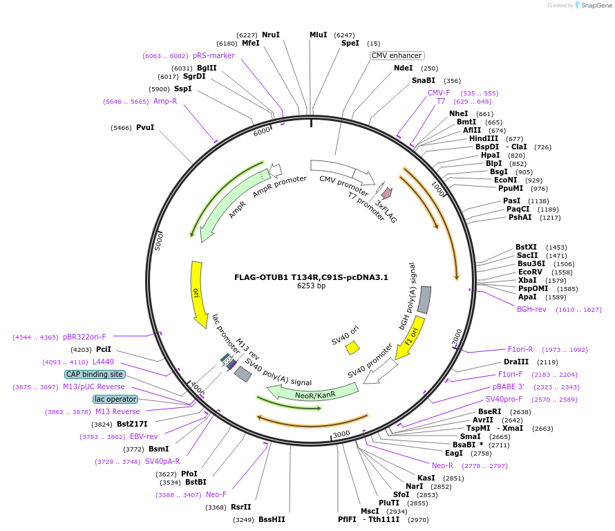 118212-plasmid-map-sequence-id-226714