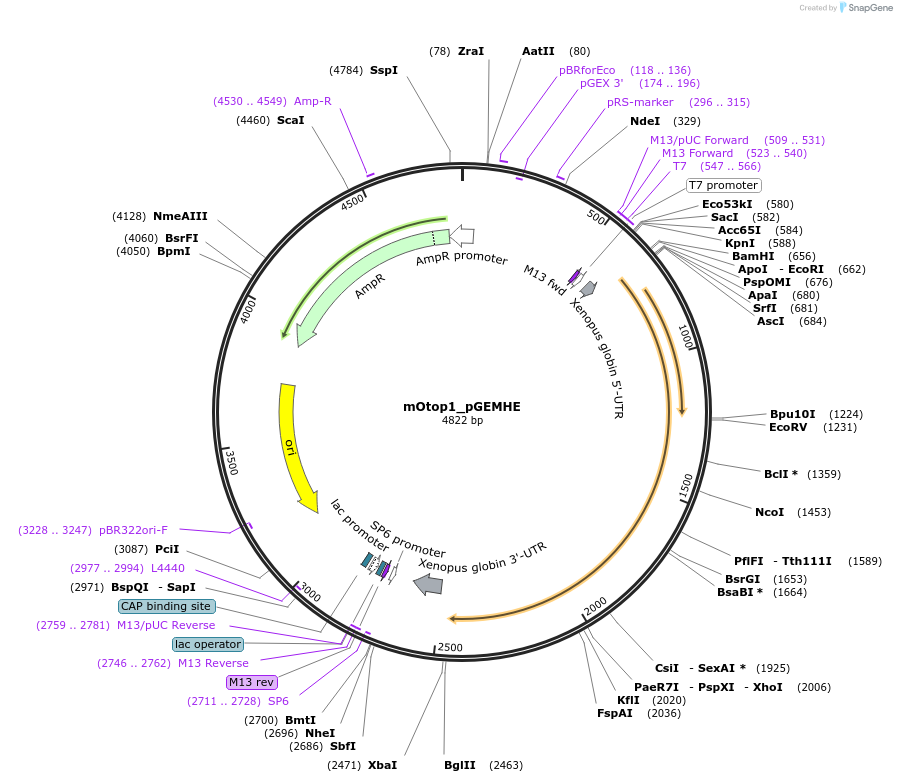 114674-plasmid-map-sequence-id-226716