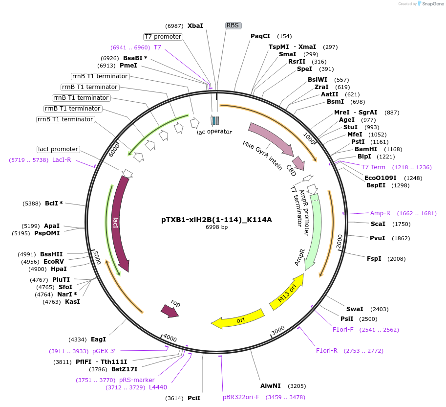 118217-plasmid-map-sequence-id-226718