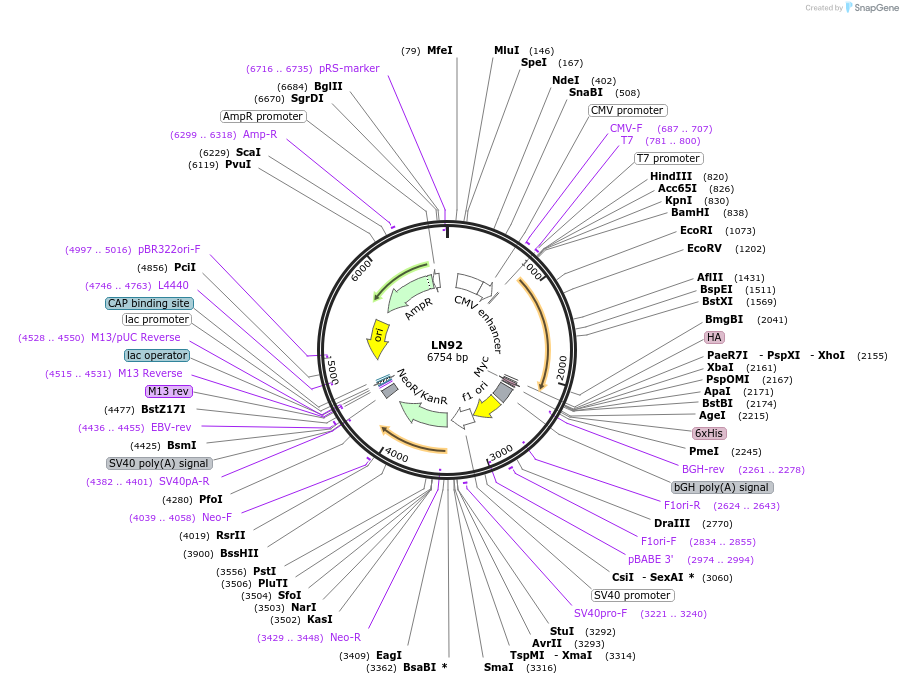 117440-plasmid-map-sequence-id-226719