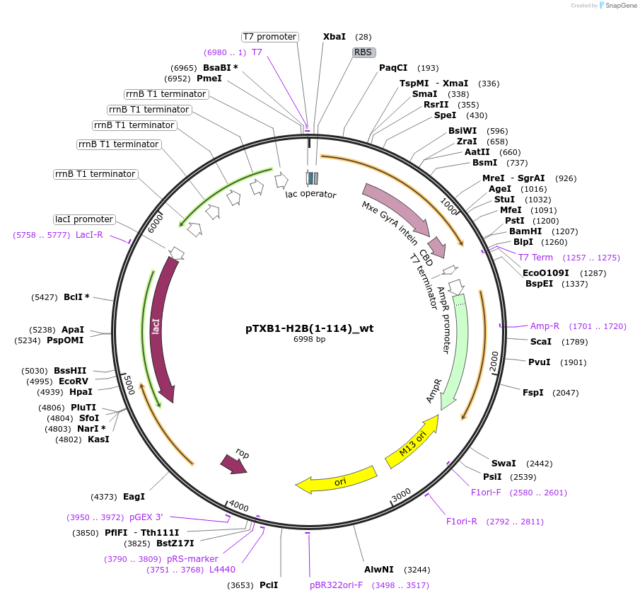 118252-plasmid-map-sequence-id-226720