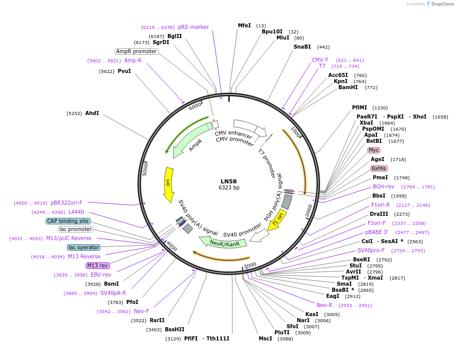 117441-plasmid-map-sequence-id-226722