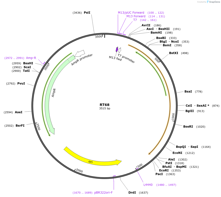 117443-plasmid-map-sequence-id-226725