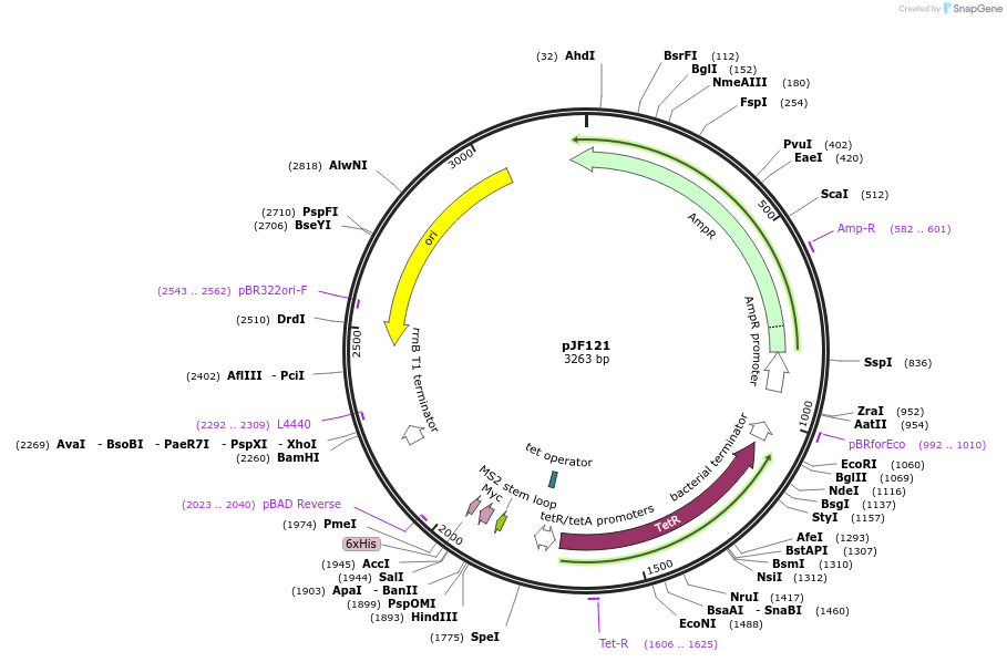 113325-plasmid-map-sequence-id-226746