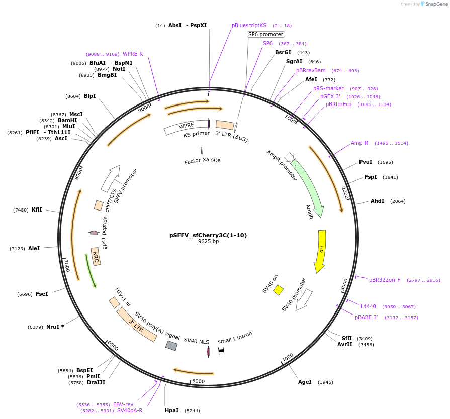 117482-plasmid-map-sequence-id-226755
