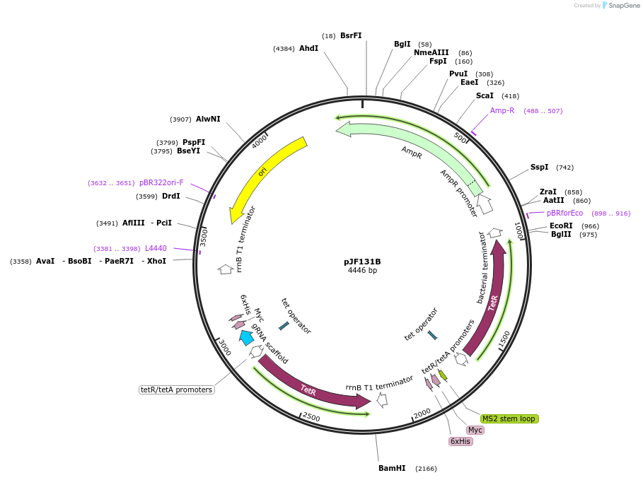 113326-plasmid-map-sequence-id-226757