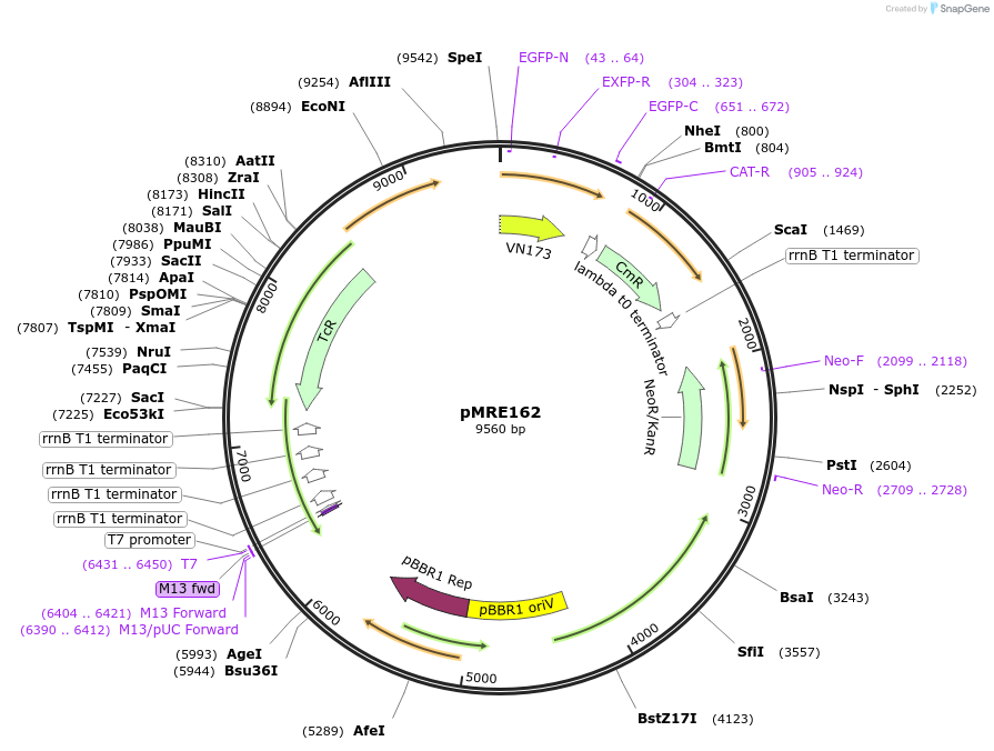 118510-plasmid-map-sequence-id-226758