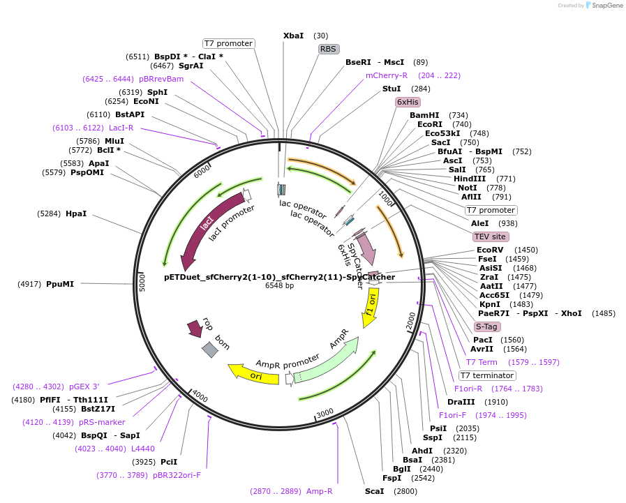 117656-plasmid-map-sequence-id-226764