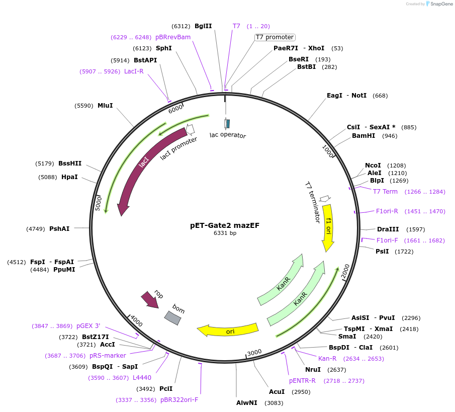 117117-plasmid-map-sequence-id-226772