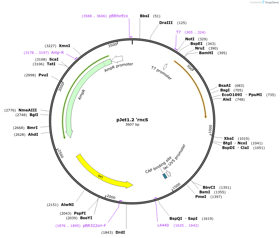 117129-plasmid-map-sequence-id-226774