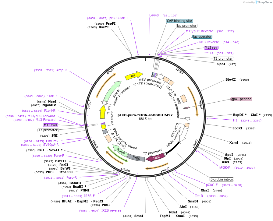 110942-plasmid-map-sequence-id-226793