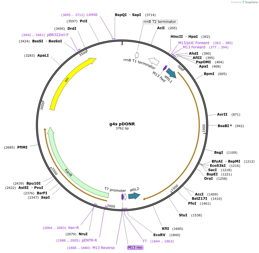 117447-plasmid-map-sequence-id-226799