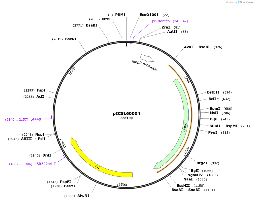 117519-plasmid-map-sequence-id-226813