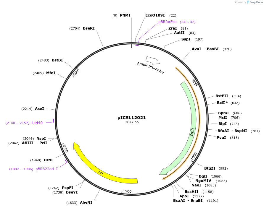 117511-plasmid-map-sequence-id-226817