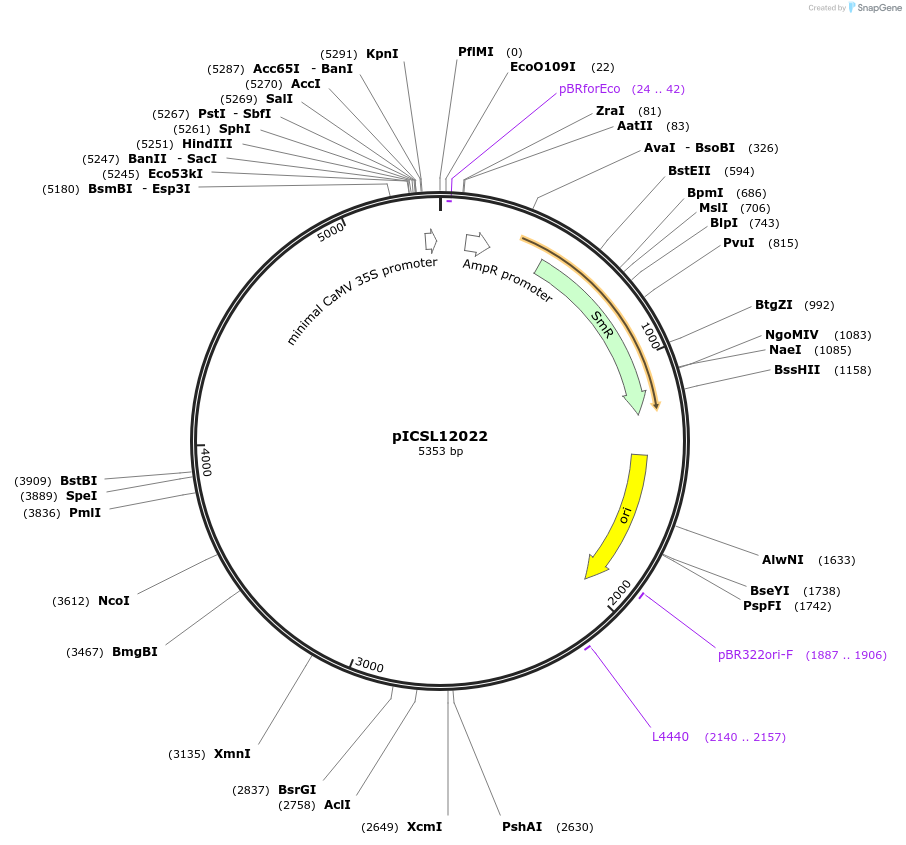 117510-plasmid-map-sequence-id-226818