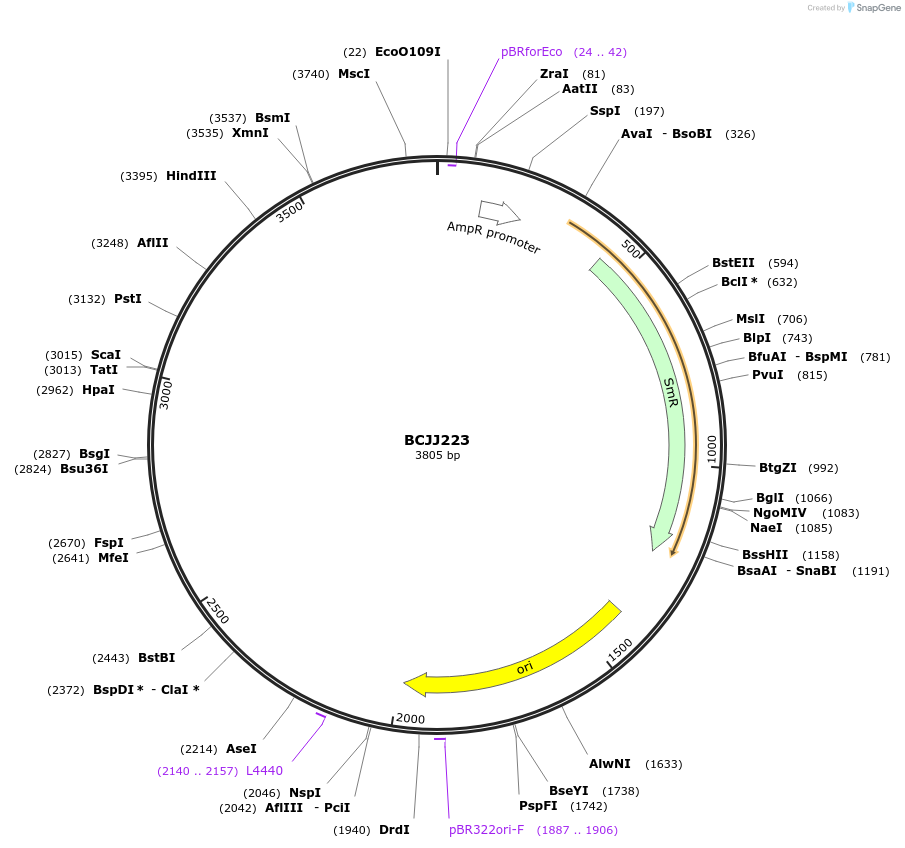 117509-plasmid-map-sequence-id-226820