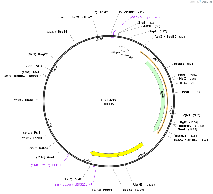 117508-plasmid-map-sequence-id-226821