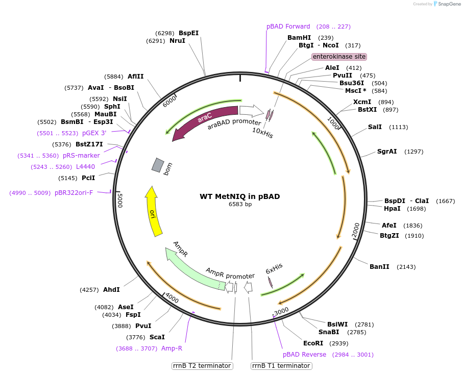 118253-plasmid-map-sequence-id-226828