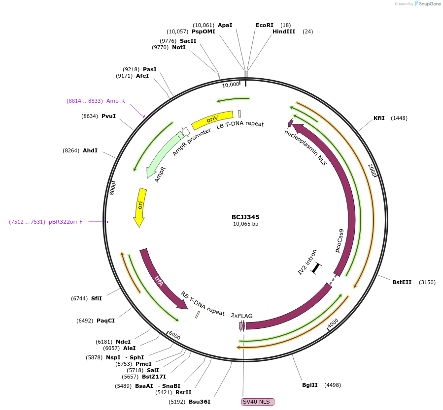 117504-plasmid-map-sequence-id-226829