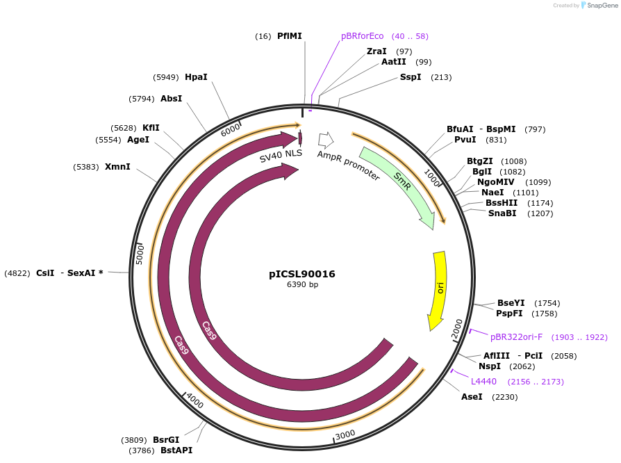 117514-plasmid-map-sequence-id-226832