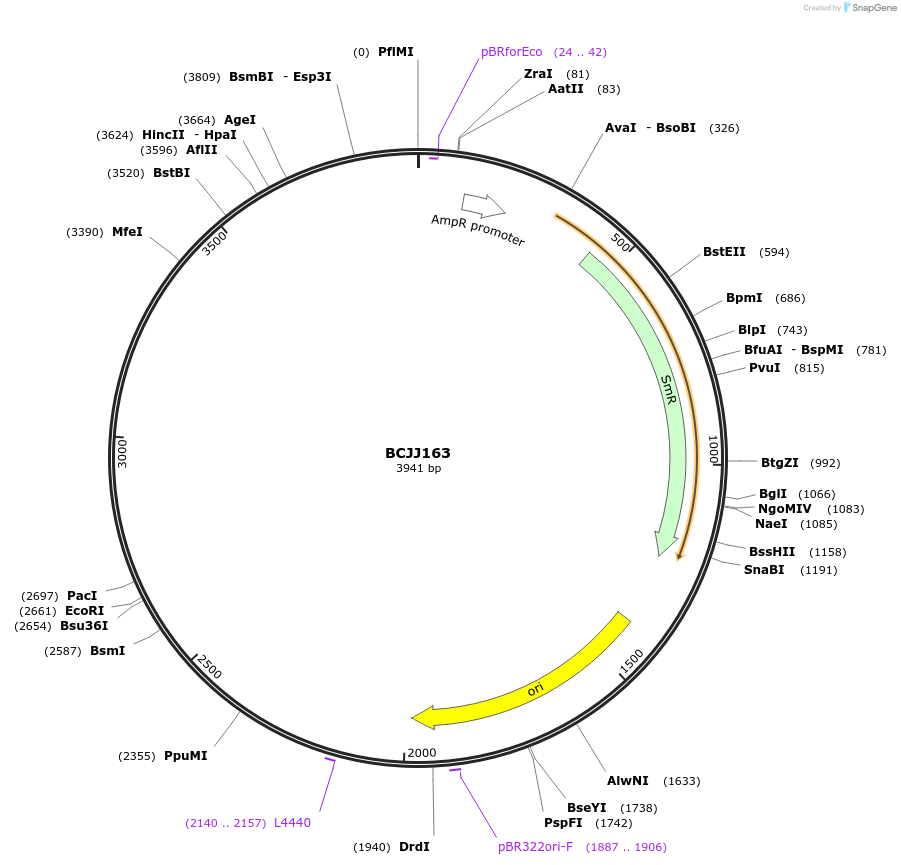 117512-plasmid-map-sequence-id-226835