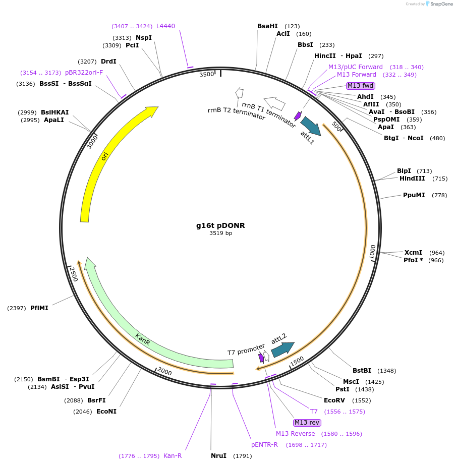 117475-plasmid-map-sequence-id-226837