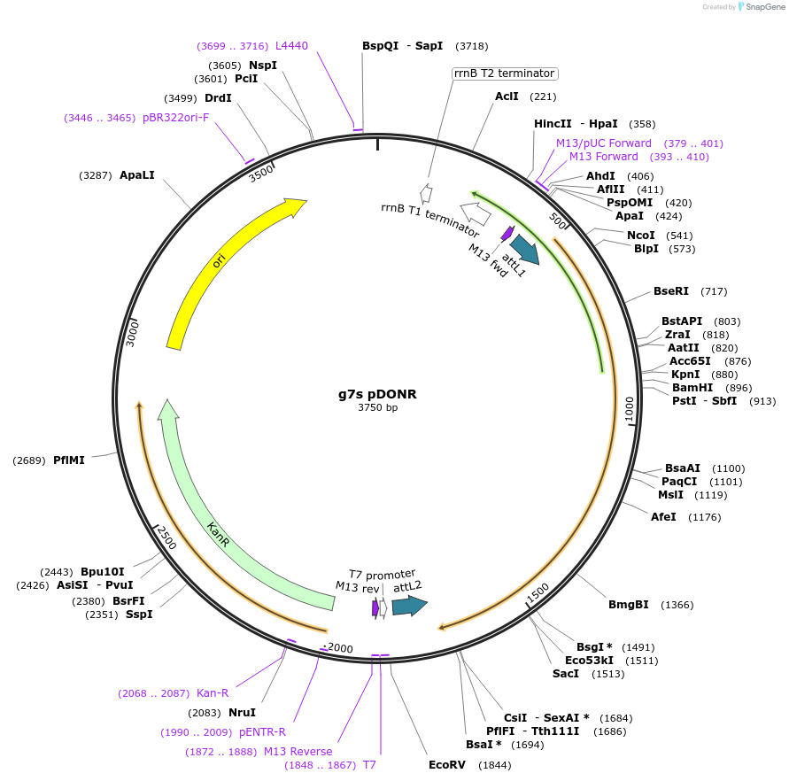 117456-plasmid-map-sequence-id-226839