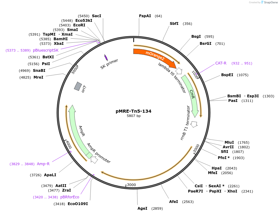 118520-plasmid-map-sequence-id-226849