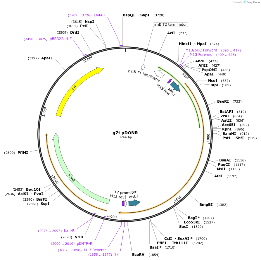 117457-plasmid-map-sequence-id-226868
