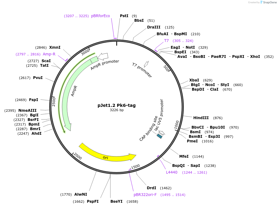 117127-plasmid-map-sequence-id-226875